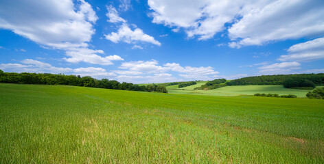 Summer wheat field panorama