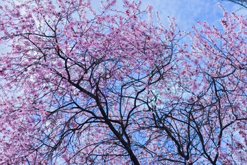 Blossoming cherry tree branches under a clear blue sky