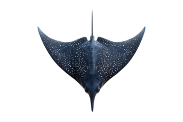 Eagle Ray isolated on transparent background
