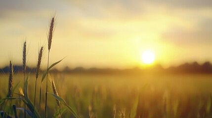 Fototapeta premium Golden wheat field at sunset, serene landscape with warm light