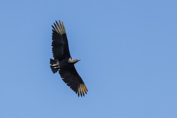 Black Vulture (Coragyps atratus) flying in the sky.