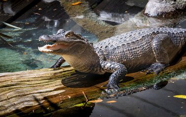 Dwarf Crocodile sitting on a log at an alligator farm in Florida. African Dwarf crocodile is the...