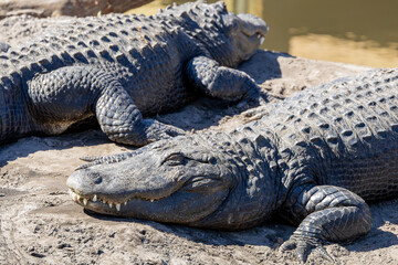 American Alligators basking in the sun at an alligator farm in Florida. Once on the brink of being...