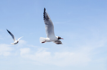 Two seagulls gracefully flying against vibrant blue sky. Soft clouds blur background, enhancing serene bird flight. White feathers contrast strikingly with clear azure