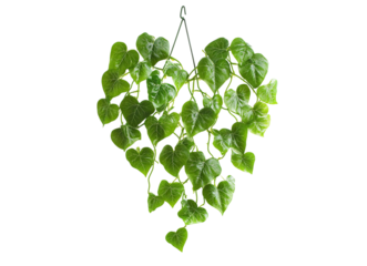 Heart shaped hanging leaves