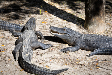 American Alligators basking in the sun at an alligator farm in Florida. Once on the brink of being extinct due to hunting have made significant improvements in population growth over the last 50 years
