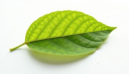 Obraz premium single leaf with veins isolated on white background, botanical, delicate, organic