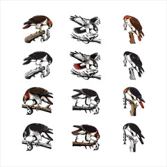 Red-tailed Hawk Feeding – Silhouette with Prey in Beak (Snake or Fish)