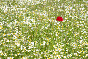 Blumenwiese mit Mohn im Frühling