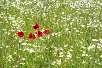 Blumenwiese mit Mohn im Frühling