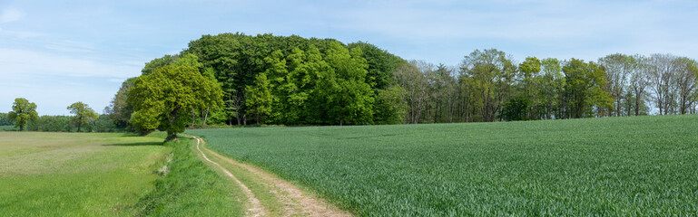 Panoramafoto eines Wanderwegs im Frühling, Waabs, Schleswig-Holstein, Deutschland
