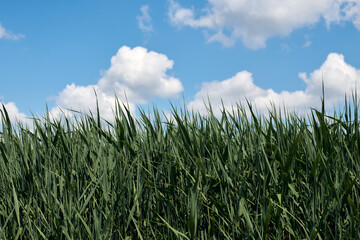 Lush green grass with tall stalks swaying under vibrant blue sky filled with fluffy white clouds on sunny day, top copy space