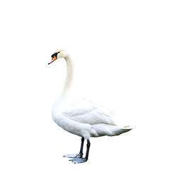 Fototapeta premium white swan isolated on transparent background