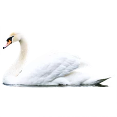 Gardinen white swan isolated on transparent background © Вячеслав Кравченко