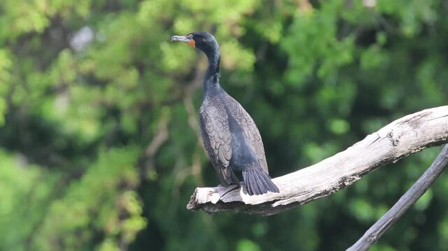 Double-crested cormorant (Phalacrocorax auritus) perched on a sunlit branch with lush green forest background along the Sacramento River in Shasta County California