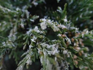 frozen tree branch in winter