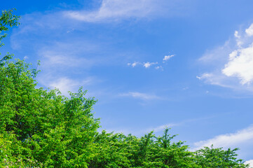 新緑と青空