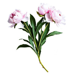 Fototapeta premium peonies bouquet isolated on transparent background