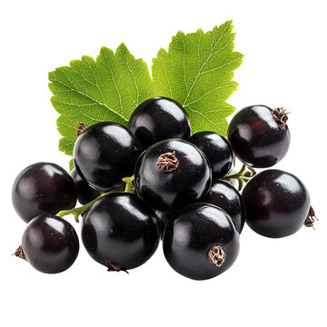 Fresh Blackcurrants with Green Leaf Closeup