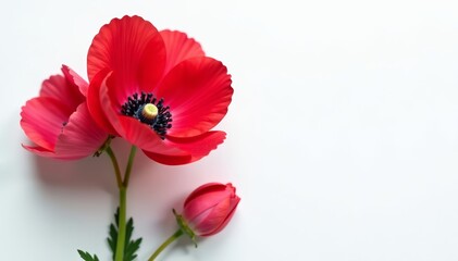 Close-up of stunning eustoma blossoms with greeting card on white backdrop, eustoma, flowers, petals
