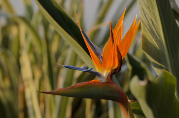 Bright bird of paradise flower emerges from lush green foliage in a tropical setting at sunset