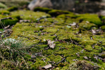 A beautiful close-up of lush green moss covering the forest floor, creating a soft and vibrant natural texture