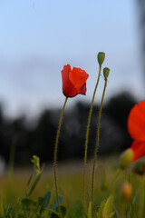 Obraz premium Vibrant red poppies swaying gently in the evening breeze under a soft twilight sky