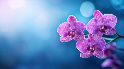 Vibrant A close up of a bright purple orchid in full bloom.