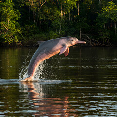 Amazon River Dolphin Stunning Leap