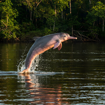 Amazon River Dolphin Stunning Leap