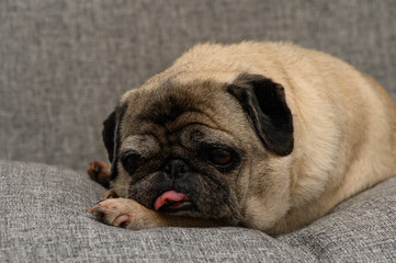Pug relaxing on a cozy couch while playfully sticking out its tongue with an adorable expression
