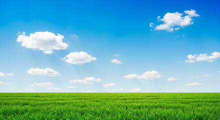 Obraz premium Green meadow under blue sky, peaceful natural landscape with soft lighting