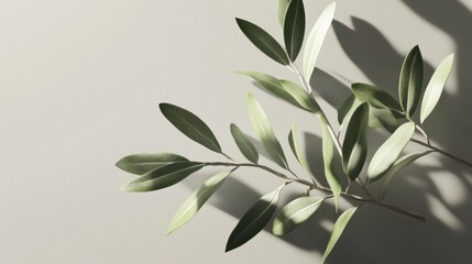 Naklejka premium Olive branch with green leaves casting shadows on neutral background