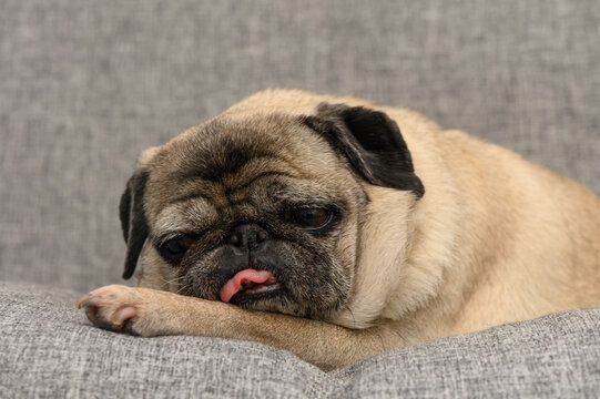Sleepy pug resting on a cozy couch with an adorable expression while licking its nose in a peaceful indoor setting