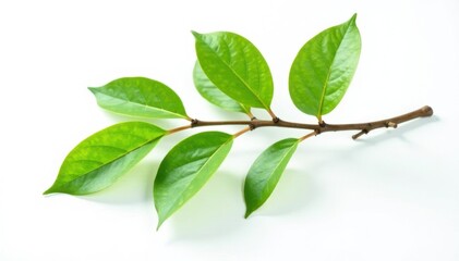 Fototapeta premium Single branch with leaves on white background, green, isolated, simple