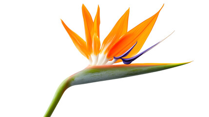 bird of paradise flower isolated on white background