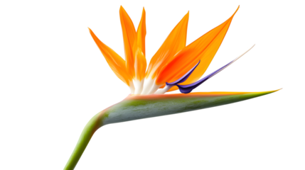 bird of paradise flower isolated on white background