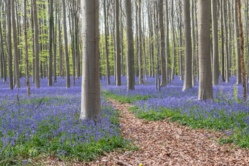 Enchanting Forest with Bluebells in Belgium.