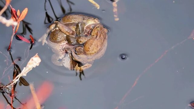 4K Sleeping Frogs on Pond Unique Footage  Scenic 4K Nature Wild Life Video 