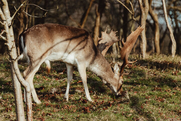 Fallow Deer in the Dune Area of the Netherlands