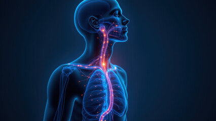 A detailed medical illustration showing VNS, or Vagus Nerve Stimulation.