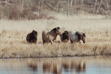 Konik Horses in the Netherlands © Anne