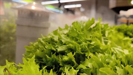 finely dispersed spraying of water vapor, preserves the freshness of the greenery. Fresh green lettuce leaves on the counter in the store. Greens on store shelves
