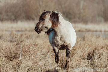 Konik Horses in the Netherlands © Anne