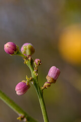 Delicate spring buds emerge on a branch against a softly blurred backdrop of warm colors