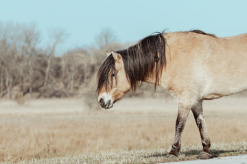 Konik Horses in the Netherlands © Anne