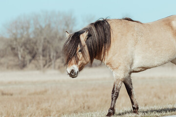 Konik Horses in the Netherlands © Anne