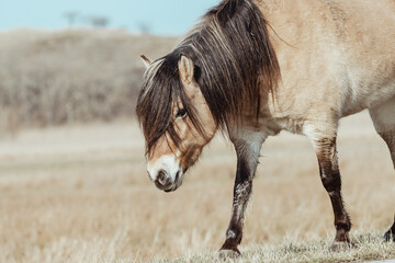 Konik Horses in the Netherlands © Anne