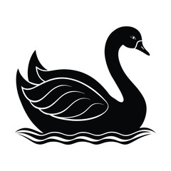 a beautiful swan swim on water on white background