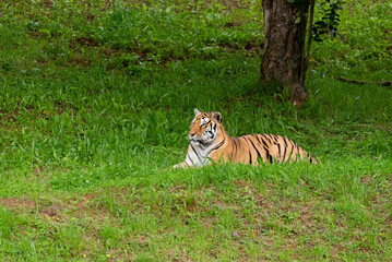 Adult tiger lying in the green grass